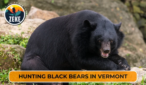 Hunting Black Bears in Vermont