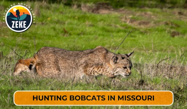 Hunting Bobcats in Missouri