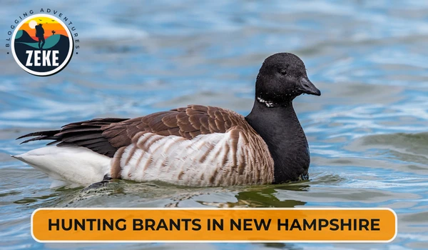 Hunting Brants in New Hampshire