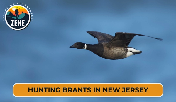 Hunting Brants in New Jersey