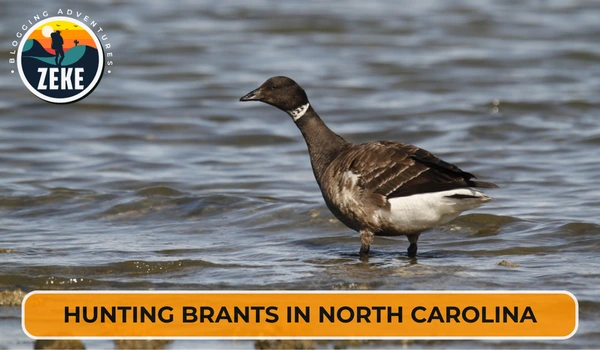 Hunting Brants in North Carolina