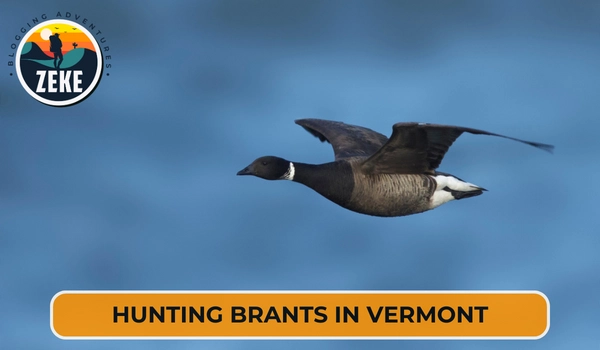 Hunting Brants in Vermont
