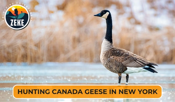 Hunting Canada Geese in New York