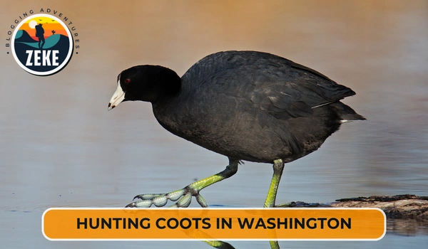 Hunting Coots in Washington