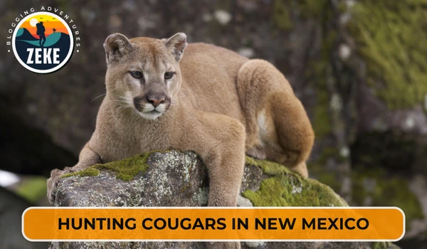 Hunting Cougars in New Mexico