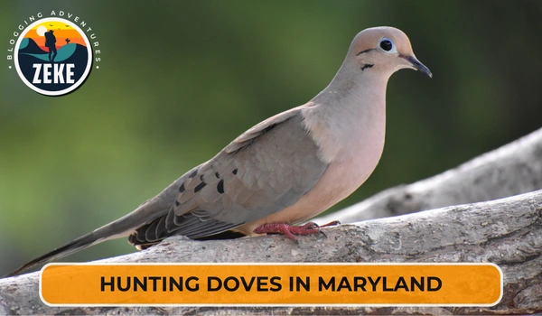 Hunting Doves in Maryland