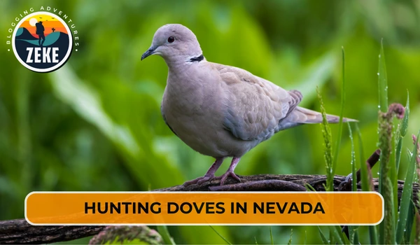 Hunting Doves in Nevada