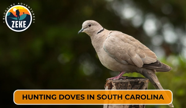 Hunting Doves in South Carolina