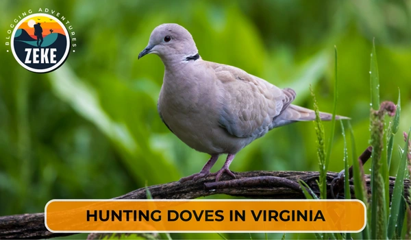 Hunting Doves in Virginia