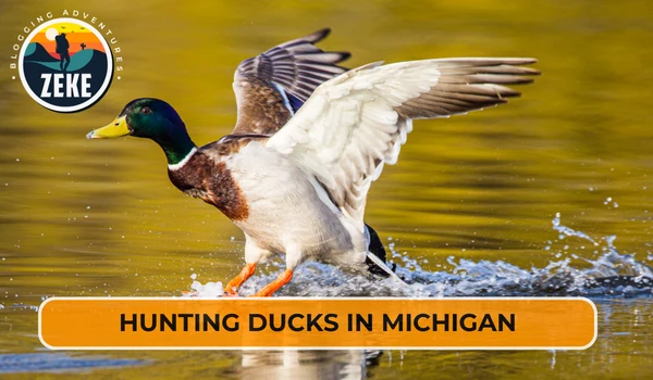 Hunting Ducks in Michigan