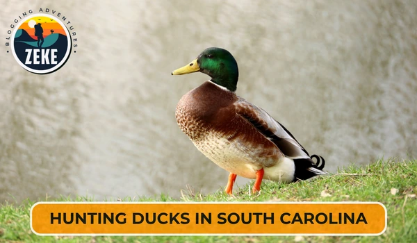 Hunting Ducks in South Carolina