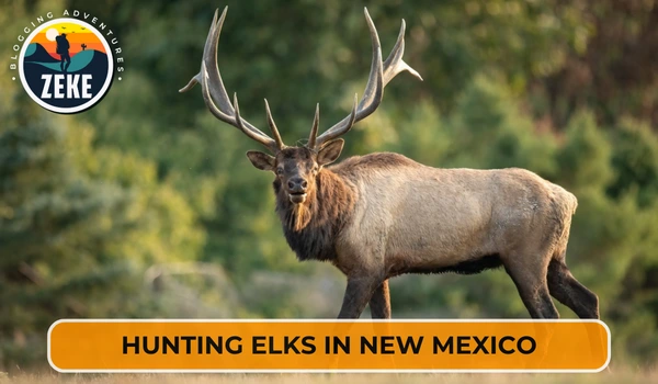 Hunting Elks in New Mexico