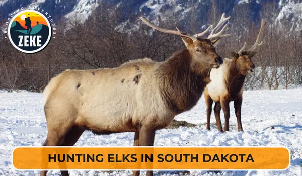 Hunting Elks in South Dakota