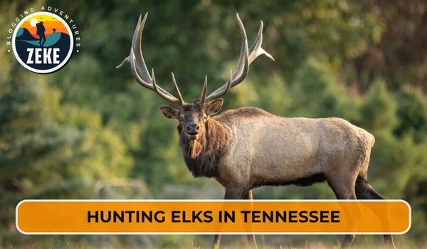 Hunting Elks in Tennessee