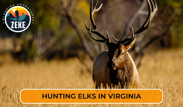 Hunting Elks in Virginia