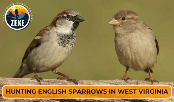Hunting English Sparrows in West Virginia