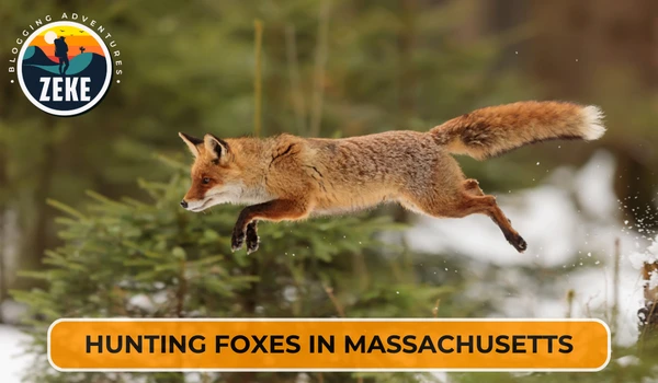 Hunting Foxes in Massachusetts