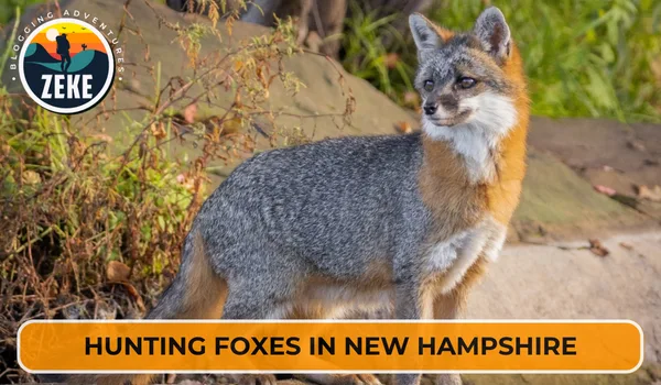 Hunting Foxes in New Hampshire