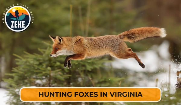 Hunting Foxes in Virginia