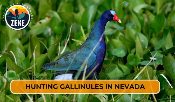 Hunting Gallinules in Nevada