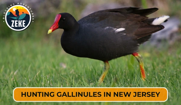 Hunting Gallinules in New Jersey
