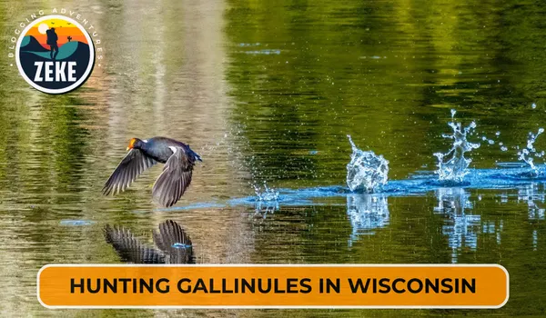 Hunting Gallinules in Wisconsin
