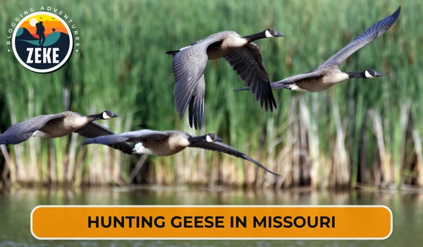 Hunting Geese in Missouri