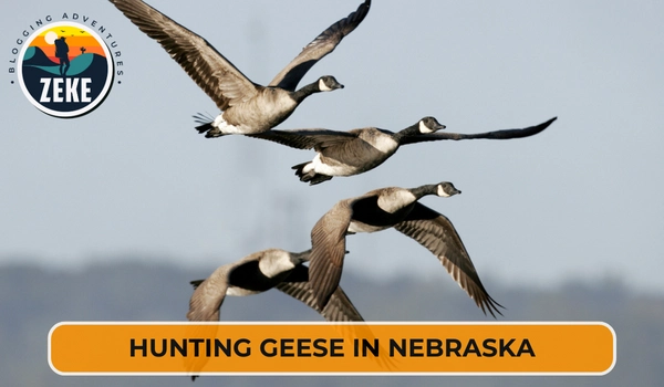 Hunting Geese in Nebraska