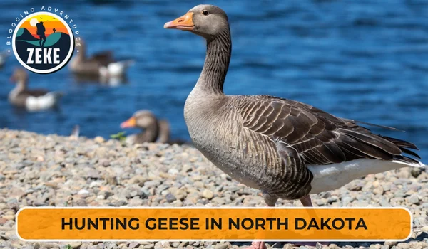 Hunting Geese in North Dakota