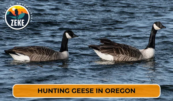 Hunting Geese in Oregon