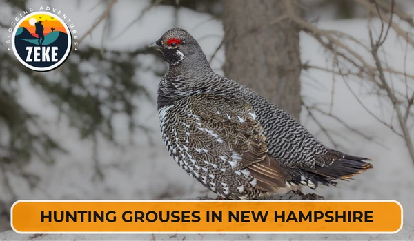 Hunting Grouses in New Hampshire