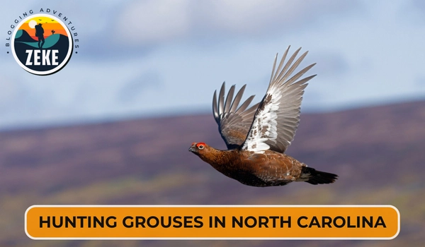 Hunting Grouses in North Carolina