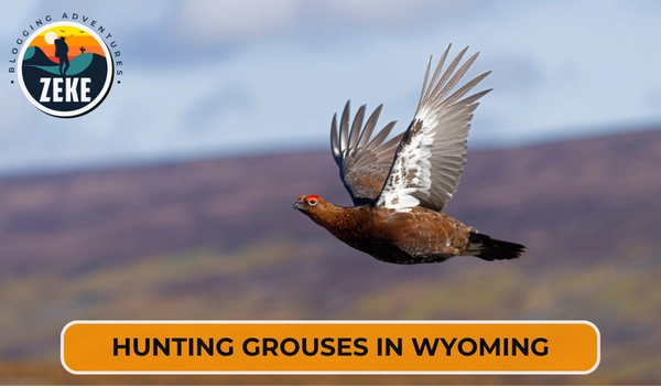 Hunting Grouses in Wyoming