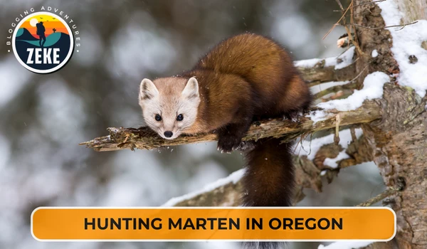 Hunting Marten in Oregon