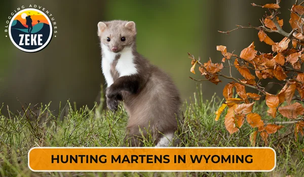Hunting Martens in Wyoming