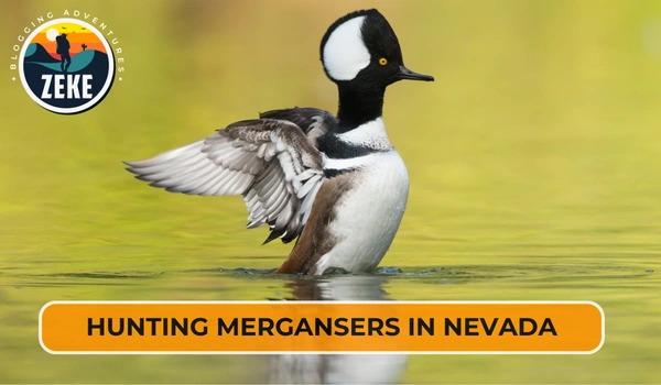 Hunting Mergansers in Nevada