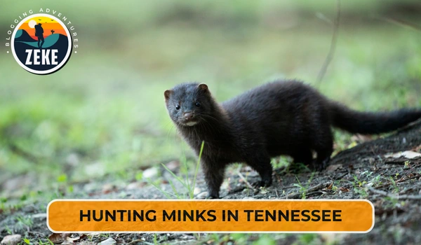 Hunting Minks in Tennessee
