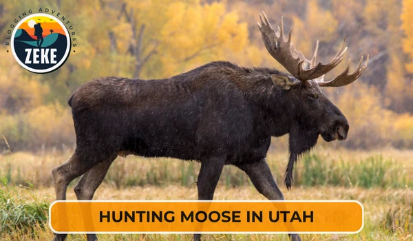 Hunting Moose in Utah