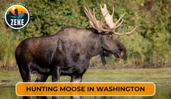 Hunting Moose in Washington