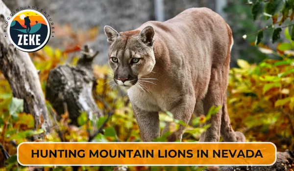 Hunting Mountain Lions in Nevada