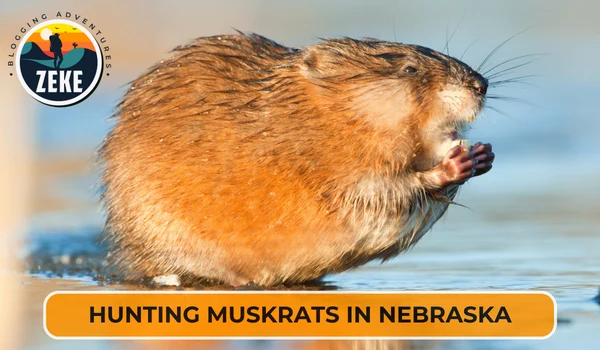 Hunting Muskrats in Nebraska