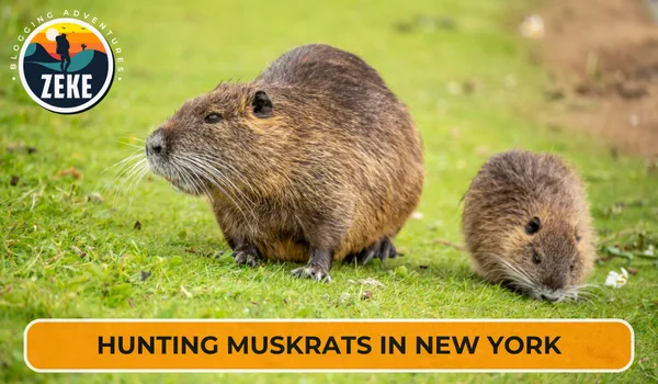 Hunting Muskrats in New York