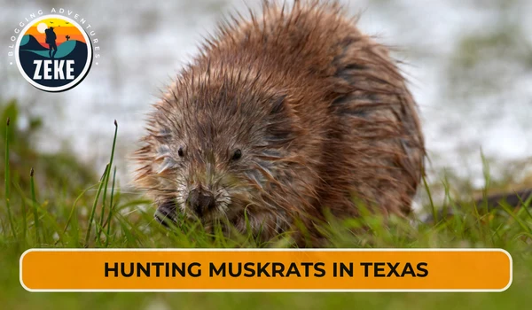 Hunting Muskrats in Texas
