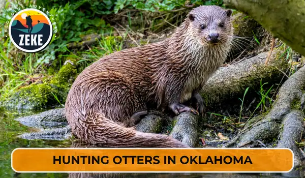 Hunting Otters in Oklahoma