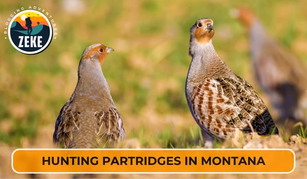 Hunting Partridges in Montana