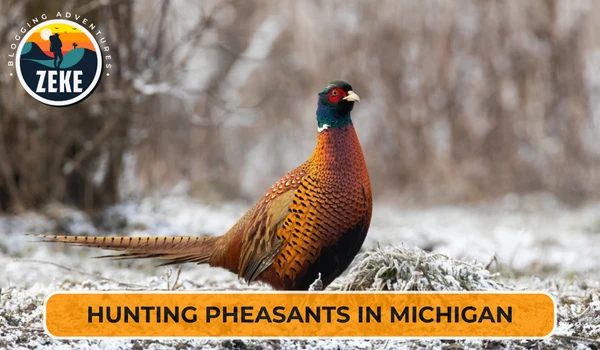 Hunting Pheasant in Michigan