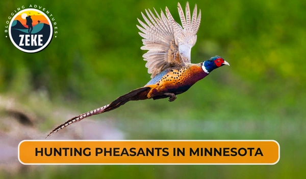 Hunting Pheasants in Minnesota