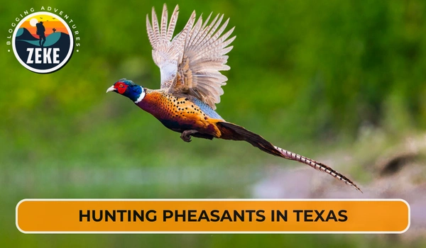 Hunting Pheasants in Texas