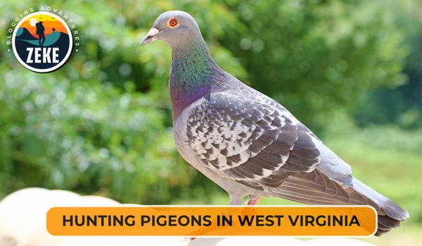 Hunting Pigeons in West Virginia