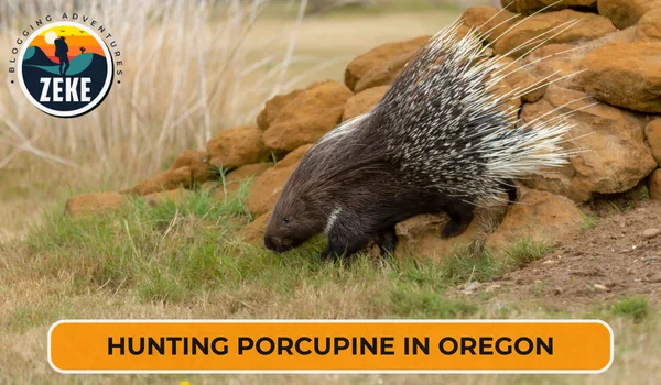 Hunting Porcupine in Oregon